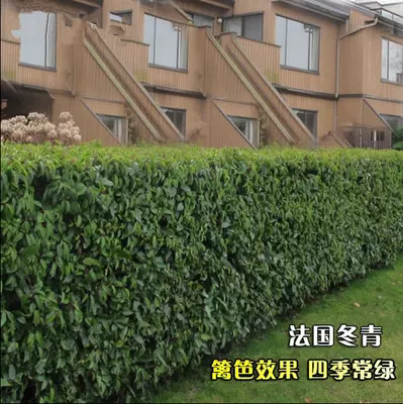 法国冬青树苗篱笆墙常绿庭院绿化中国冬青树苗