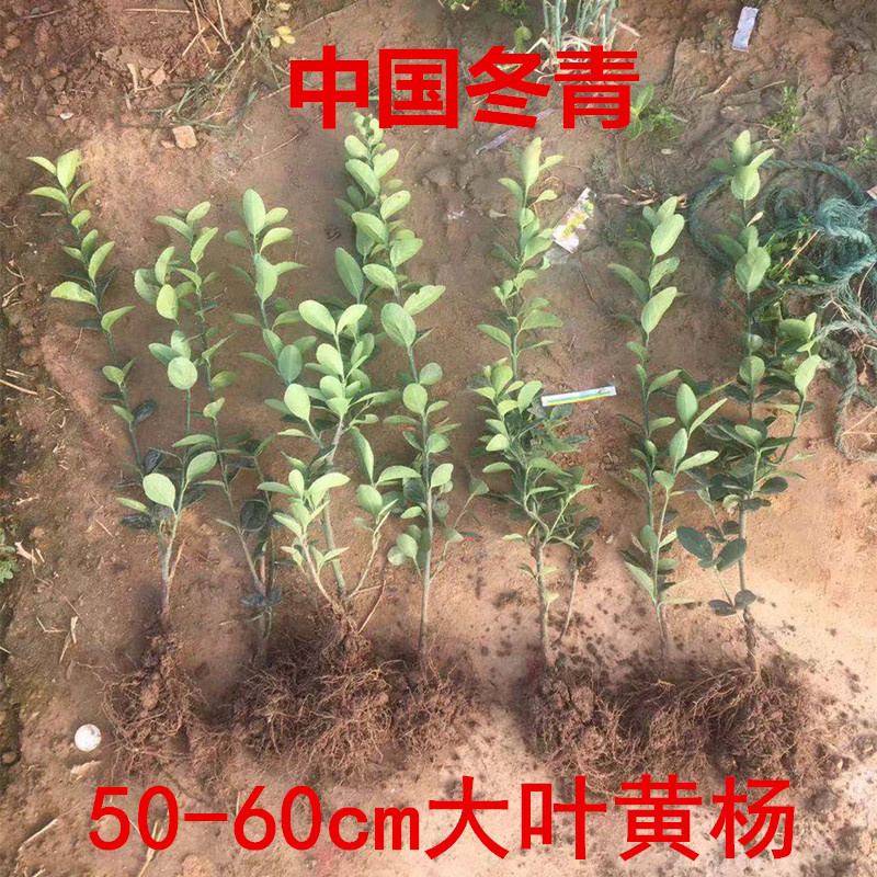 法国冬青树苗篱笆墙常绿庭院绿化中国冬青树苗