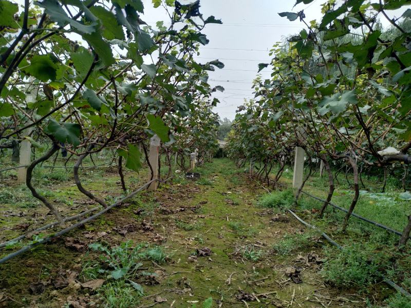 出售3～5厘米占地户太八号葡萄树保证树苗成活率