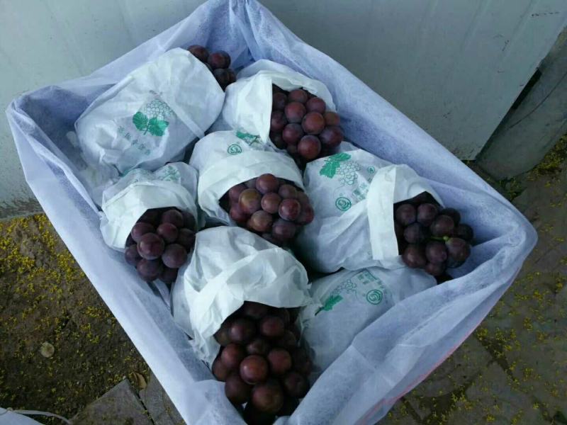 出售3～5厘米占地户太八号葡萄树保证树苗成活率