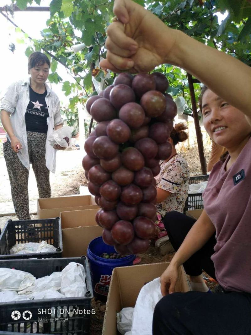 出售3～5厘米占地户太八号葡萄树保证树苗成活率