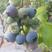 蓝莓鲜果北陆蓝莓蓝丰蓝莓美登蓝莓蓝莓水果产地批发大量供应