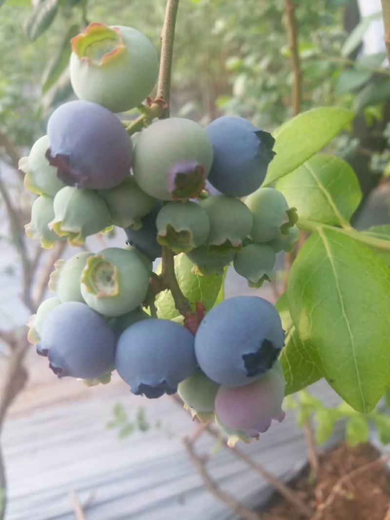 蓝莓鲜果北陆蓝莓蓝丰蓝莓美登蓝莓蓝莓水果产地批发大量供应