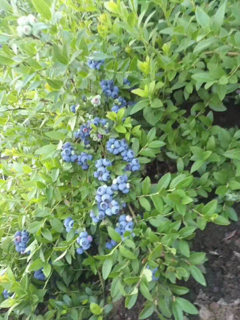蓝莓鲜果北陆蓝莓蓝丰蓝莓美登蓝莓蓝莓水果产地批发大量供应