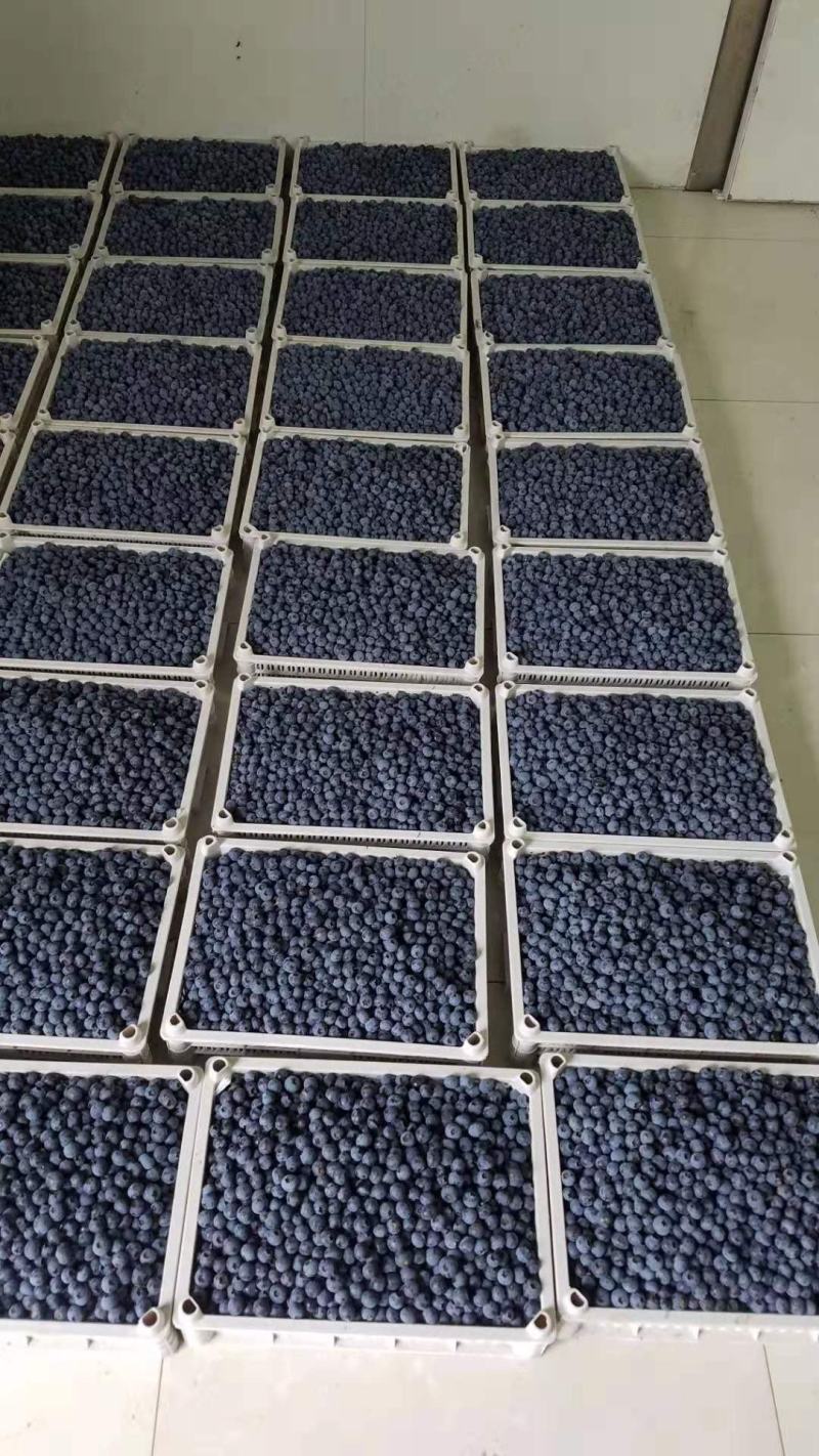 蓝莓鲜果北陆蓝莓蓝丰蓝莓美登蓝莓蓝莓水果产地批发大量供应