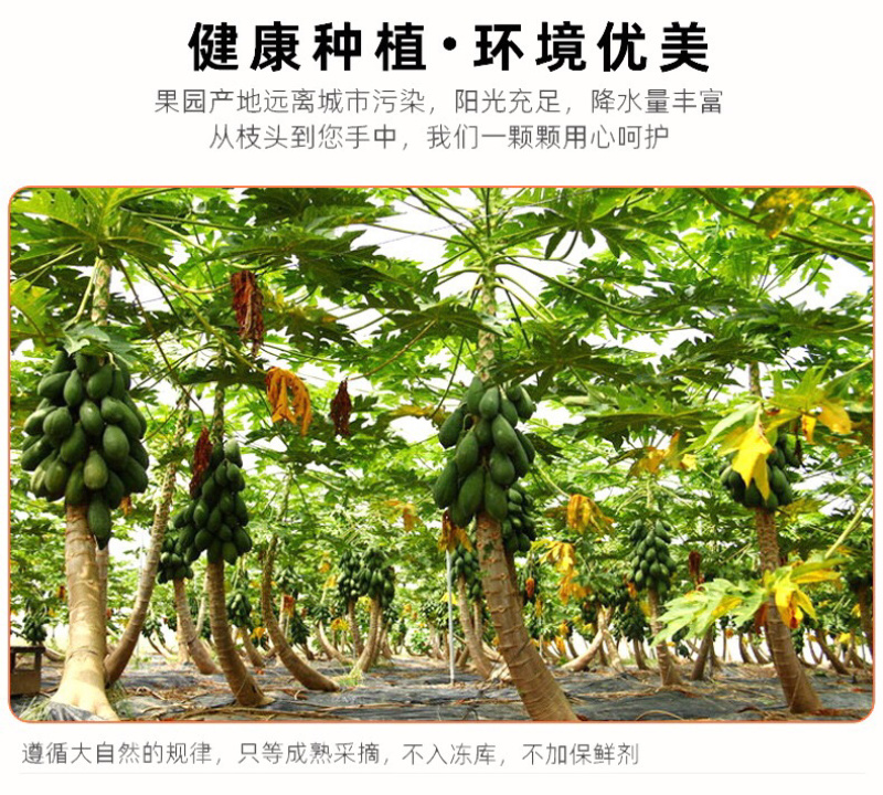 广西红心木瓜5斤10斤整箱现摘新鲜当季包邮一件代发