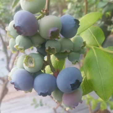 水果蓝莓北陆蓝莓蓝丰蓝莓美登蓝莓产地直发大量供应
