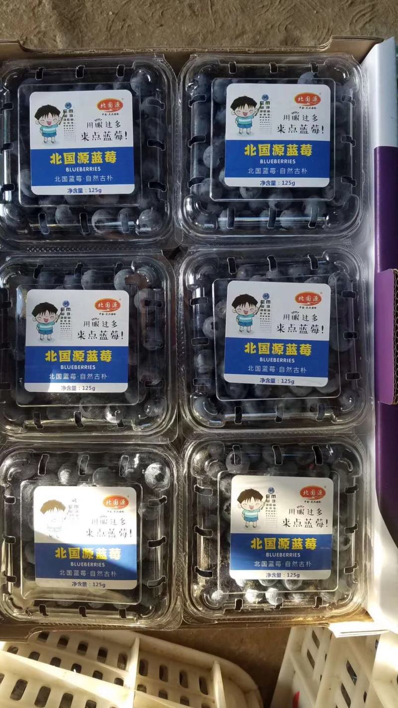 水果蓝莓北陆蓝莓蓝丰蓝莓美登蓝莓产地直发大量供应
