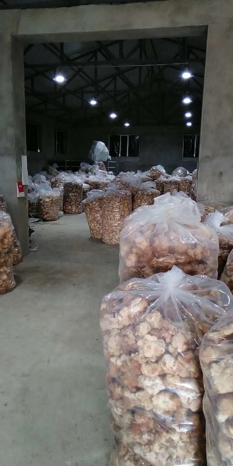 猴头菇大兴安岭猴头东北猴头蘑产地批发大量供应一手货源