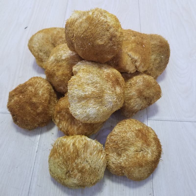 猴头菇大兴安岭猴头东北猴头蘑产地批发大量供应一手货源