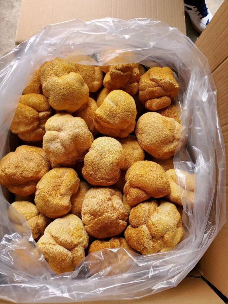猴头菇大兴安岭猴头东北猴头蘑产地批发大量供应一手货源