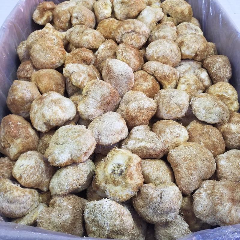 猴头菇大兴安岭猴头东北猴头蘑产地批发大量供应一手货源