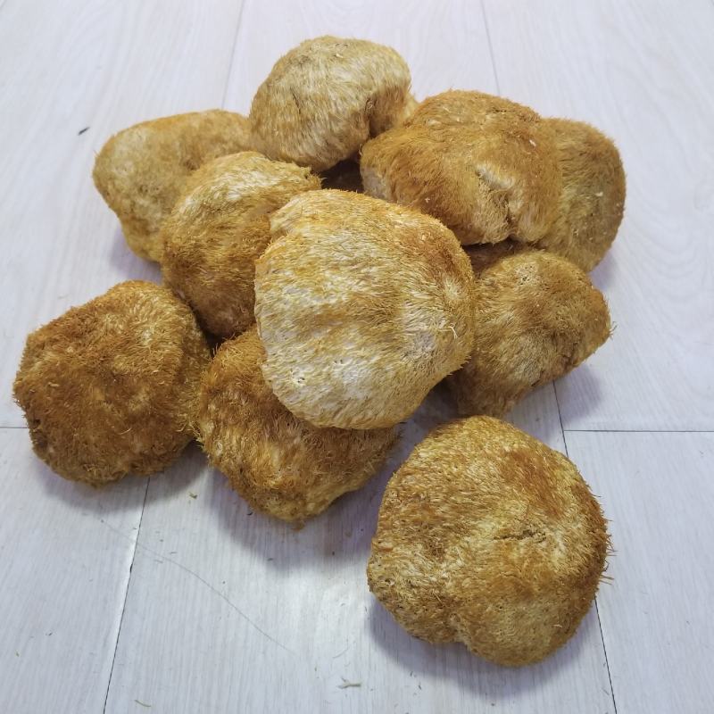 猴头菇大兴安岭猴头东北猴头蘑产地批发大量供应一手货源