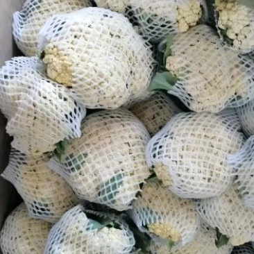 精品散花，有机花菜，基地直供，一手货源，有需要的联系