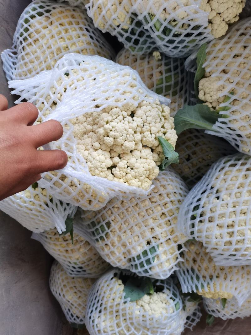 精品散花，有机花菜，基地直供，一手货源，有需要的联系