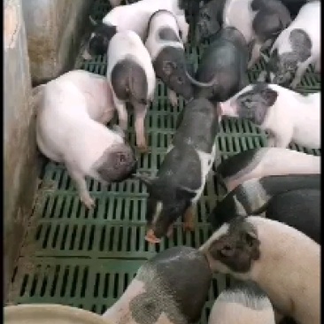 巴马香猪苗价格巴马香猪养殖基地