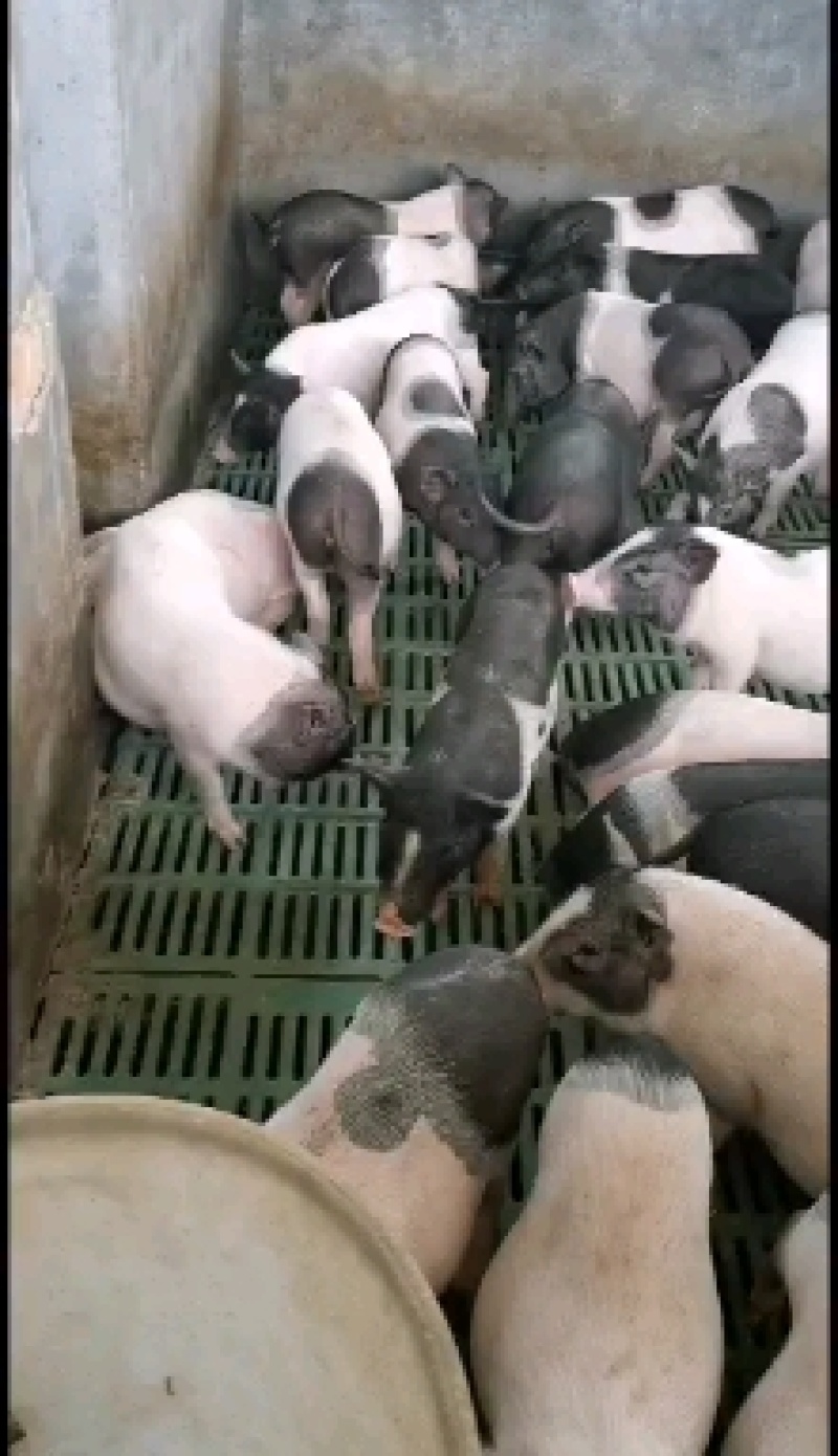 巴马香猪苗价格巴马香猪养殖基地