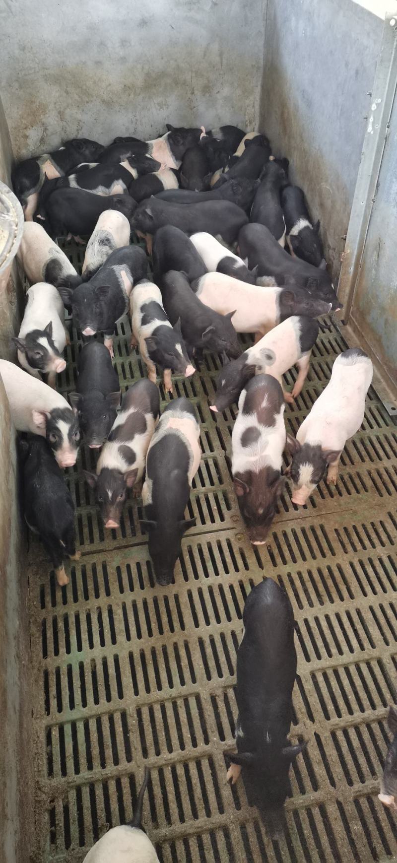 巴马香猪苗价格巴马香猪养殖基地