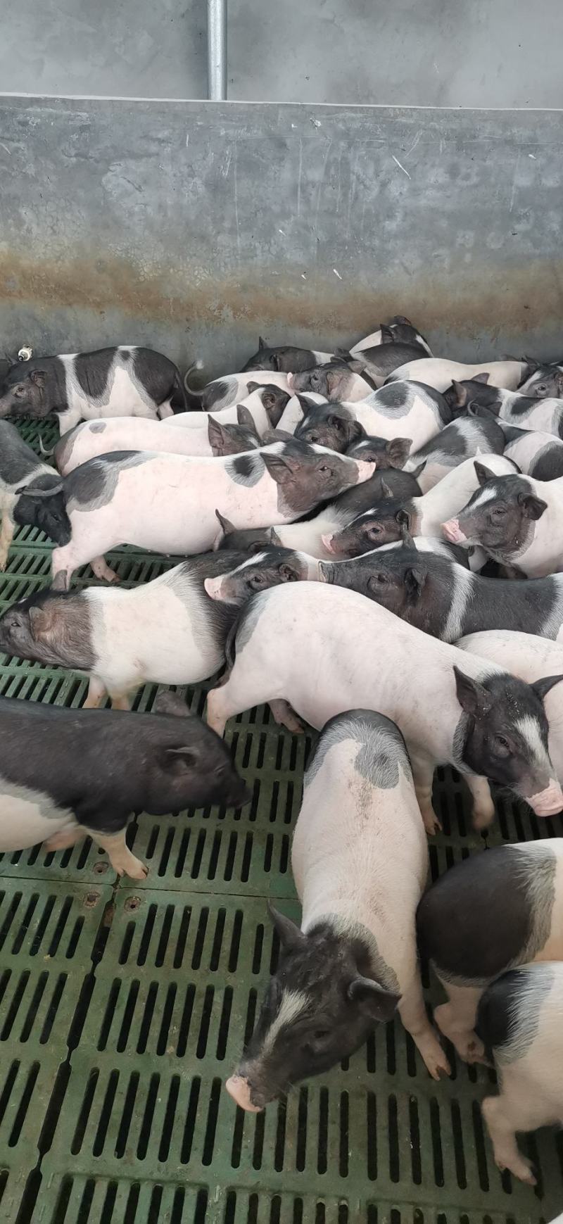 巴马香猪苗价格巴马香猪养殖基地