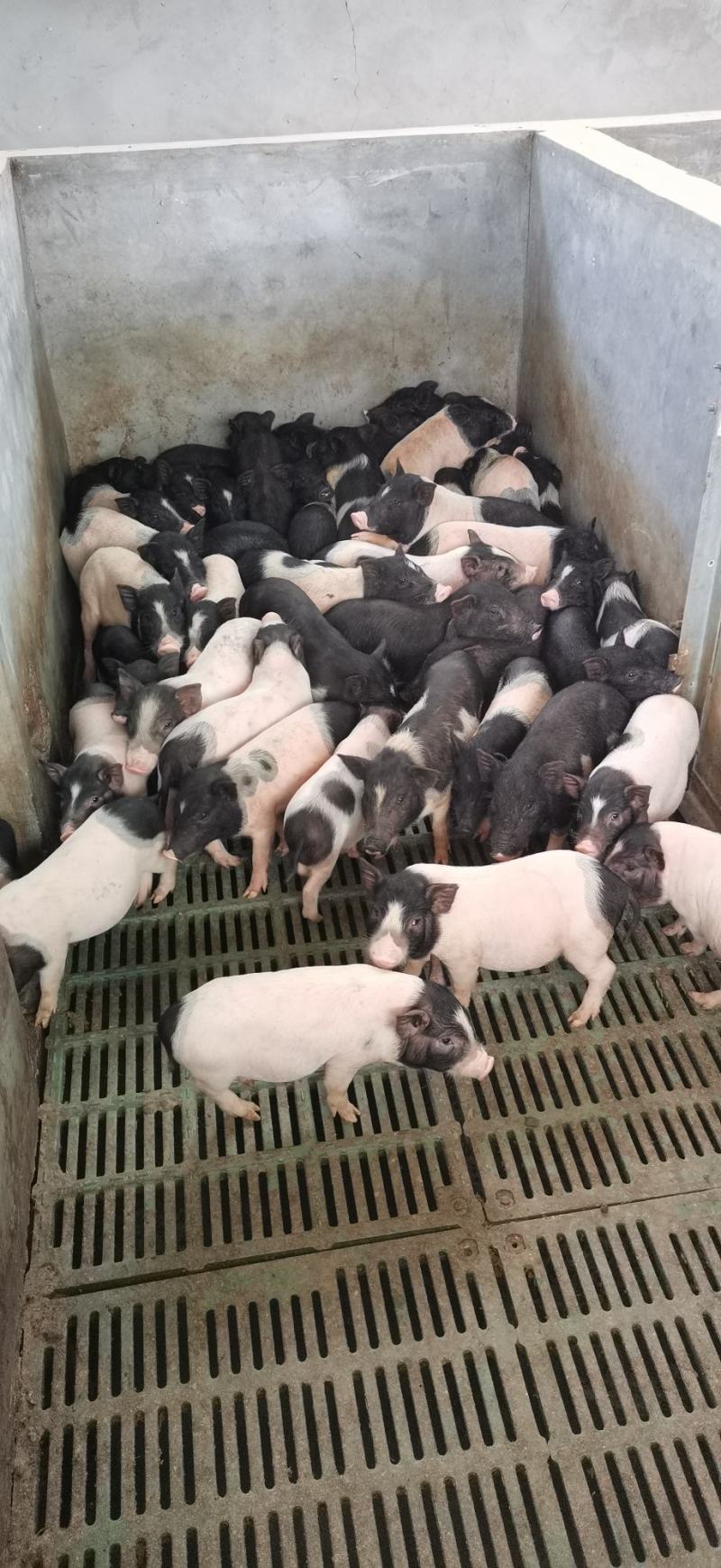 巴马香猪苗价格巴马香猪养殖基地