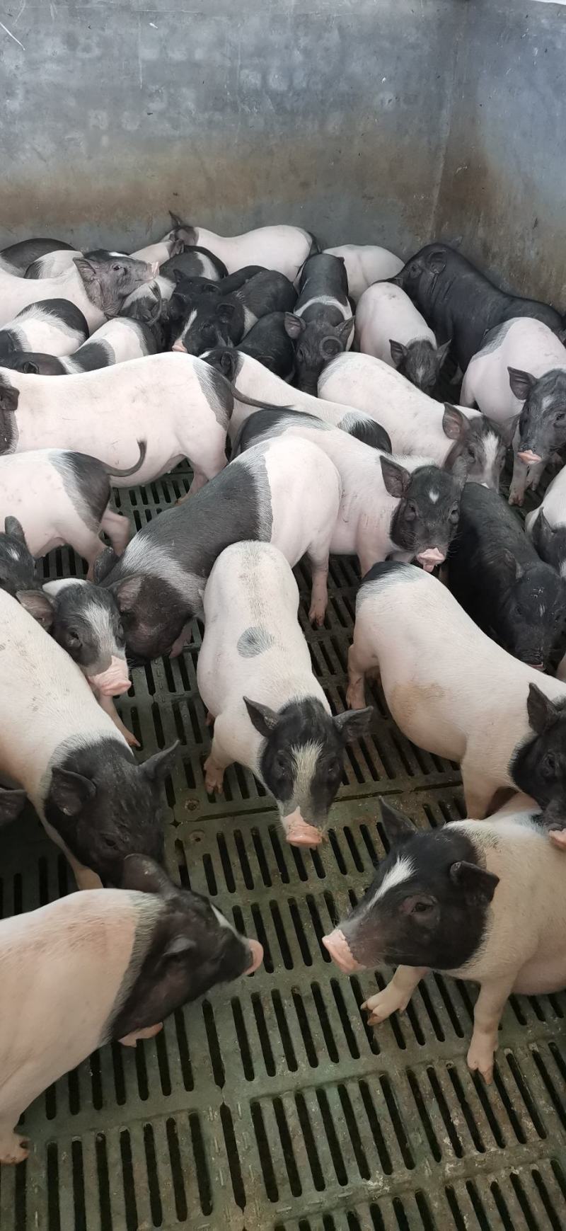 巴马香猪苗价格巴马香猪养殖基地