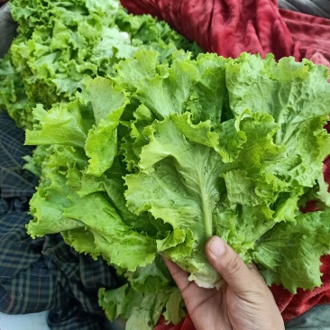 精品青叶、黄叶生菜，产地直销，一手货源，欢迎来电咨询