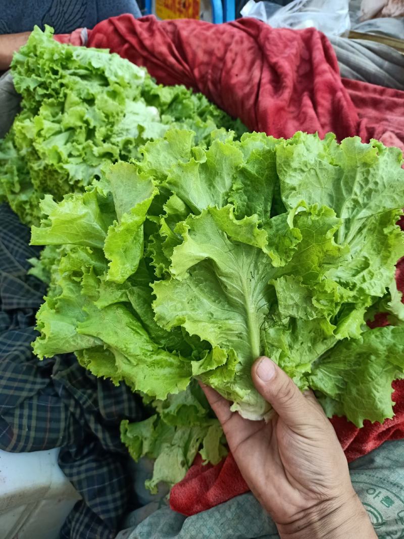 精品青叶、黄叶生菜，产地直销，一手货源，欢迎来电咨询