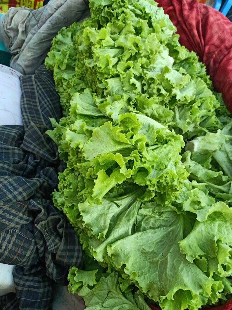 精品青叶、黄叶生菜，产地直销，一手货源，欢迎来电咨询