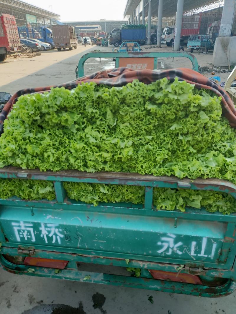 精品青叶、黄叶生菜，产地直销，一手货源，欢迎来电咨询