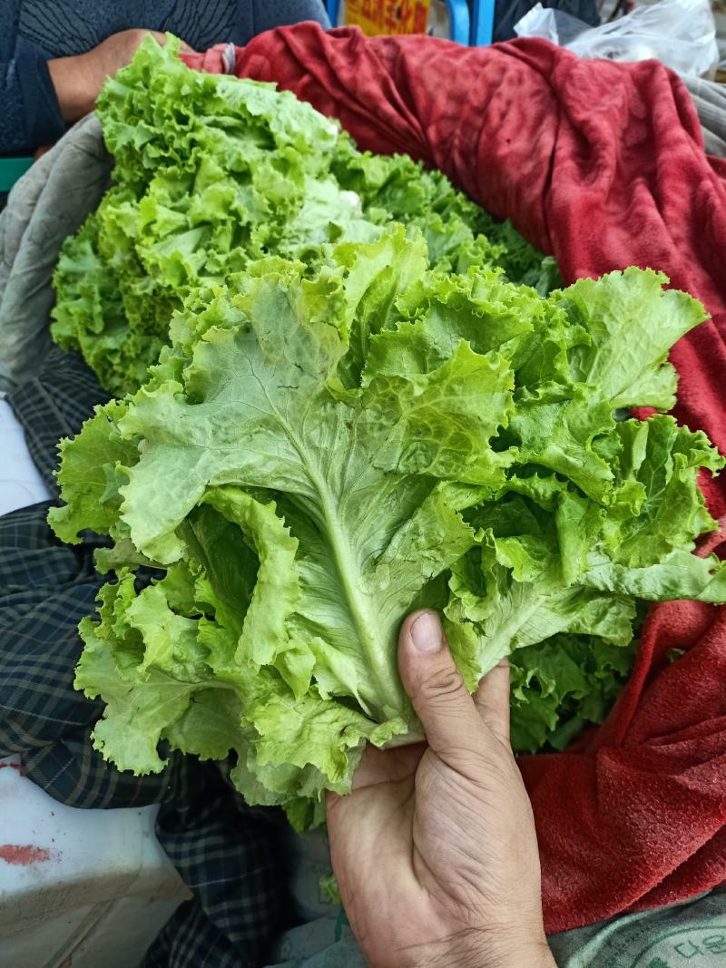 精品青叶、黄叶生菜，产地直销，一手货源，欢迎来电咨询