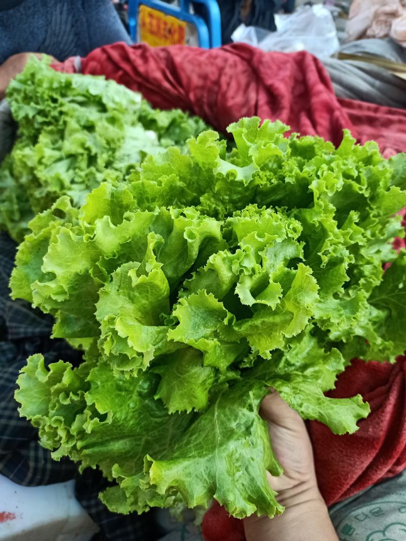 精品青叶、黄叶生菜，产地直销，一手货源，欢迎来电咨询