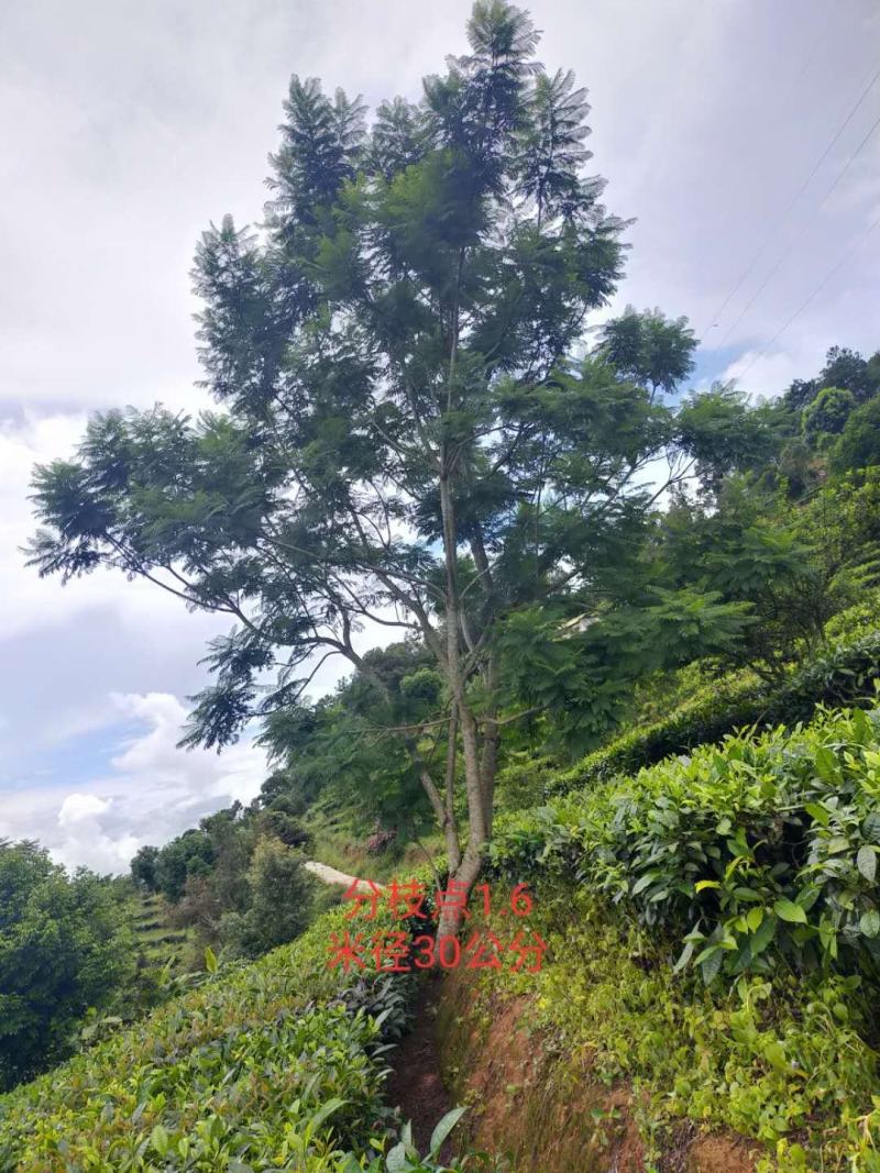 公司自有苗木基地60余亩，主营各种规格蓝花楹，生货，熟货
