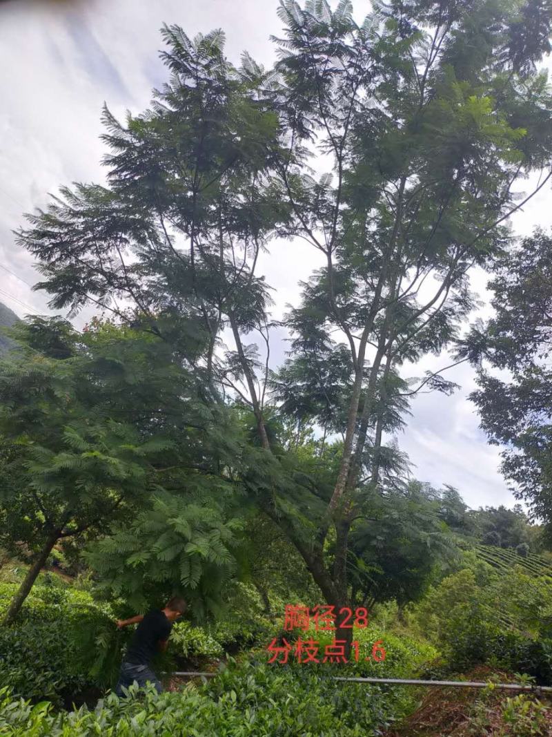 公司自有苗木基地60余亩，主营各种规格蓝花楹，生货，熟货