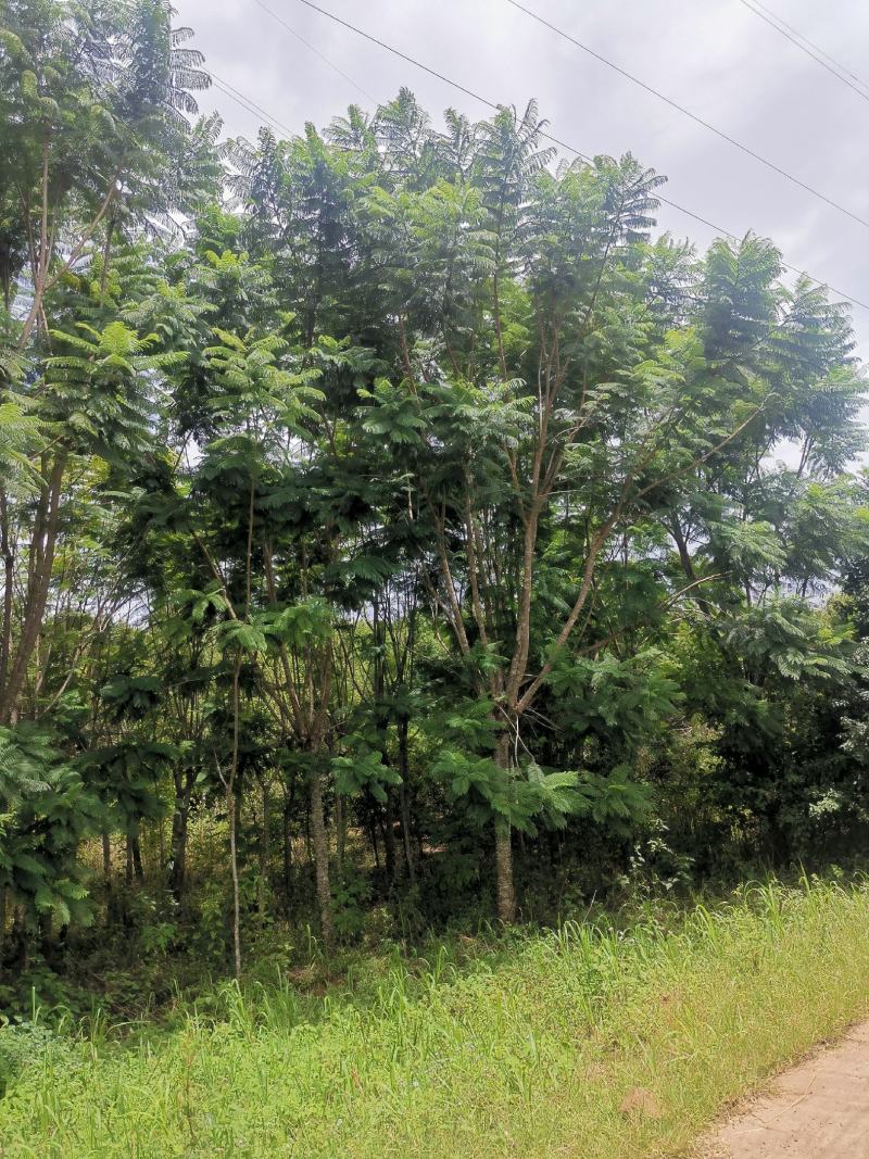 公司自有苗木基地60余亩，主营各种规格蓝花楹，生货，熟货
