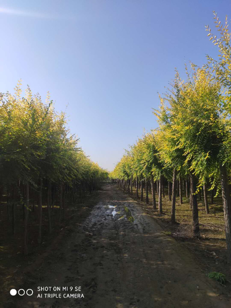 供应矮杆金叶榆高杆金叶榆苗圃直供，一手货源，诚信为本