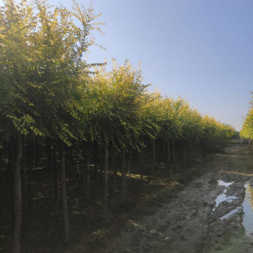 供应矮杆金叶榆高杆金叶榆苗圃直供,一手货源,诚信为本