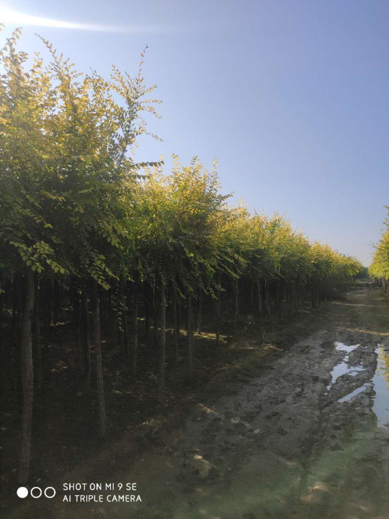 供应矮杆金叶榆高杆金叶榆苗圃直供，一手货源，诚信为本