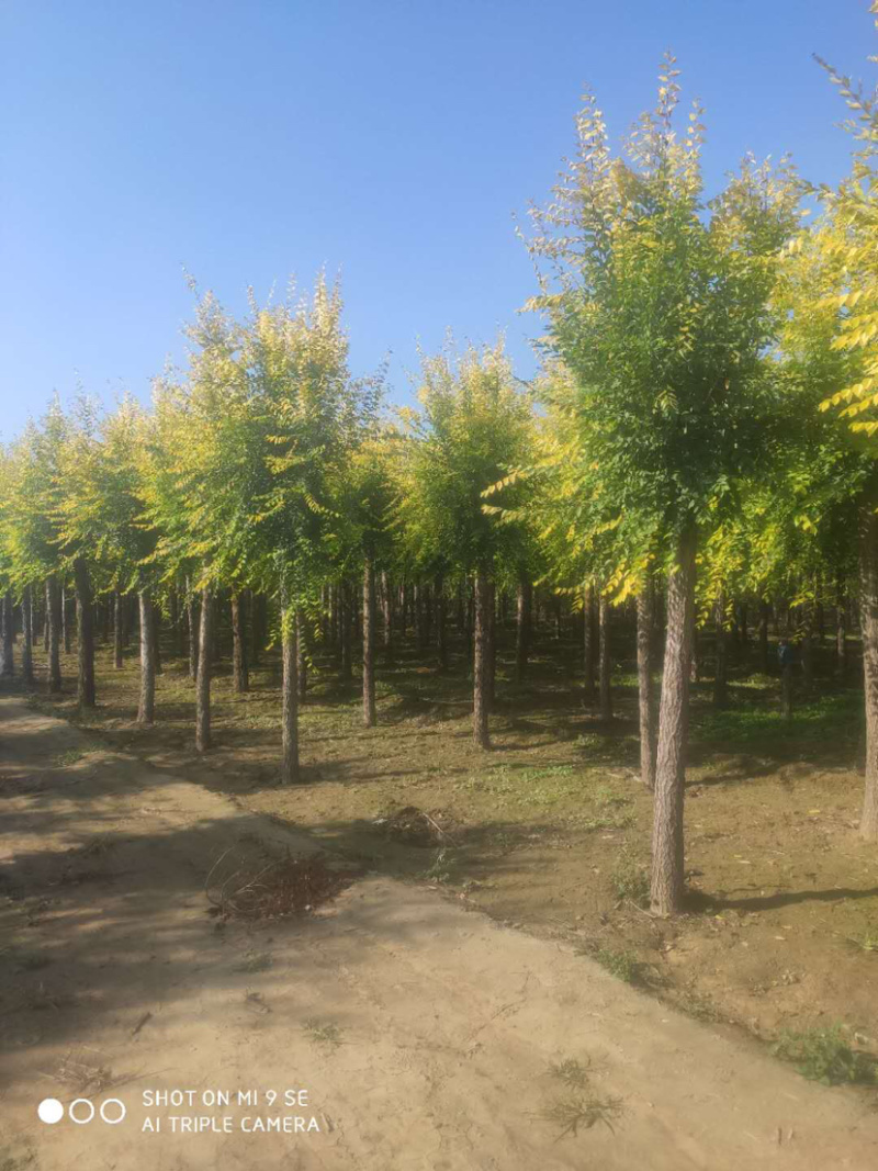 供应矮杆金叶榆高杆金叶榆苗圃直供，一手货源，诚信为本