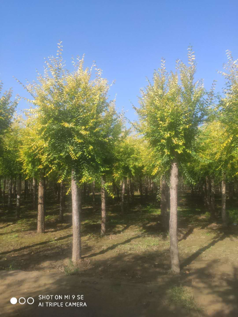 供应矮杆金叶榆高杆金叶榆苗圃直供，一手货源，诚信为本