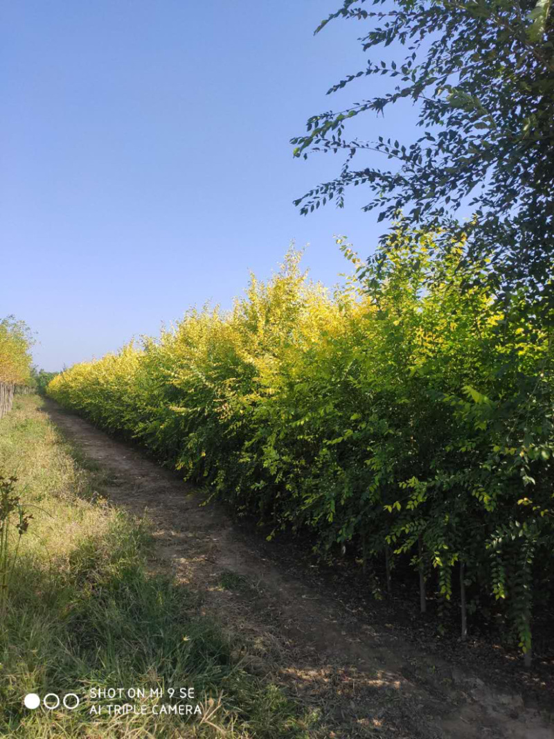 供应矮杆金叶榆高杆金叶榆苗圃直供，一手货源，诚信为本