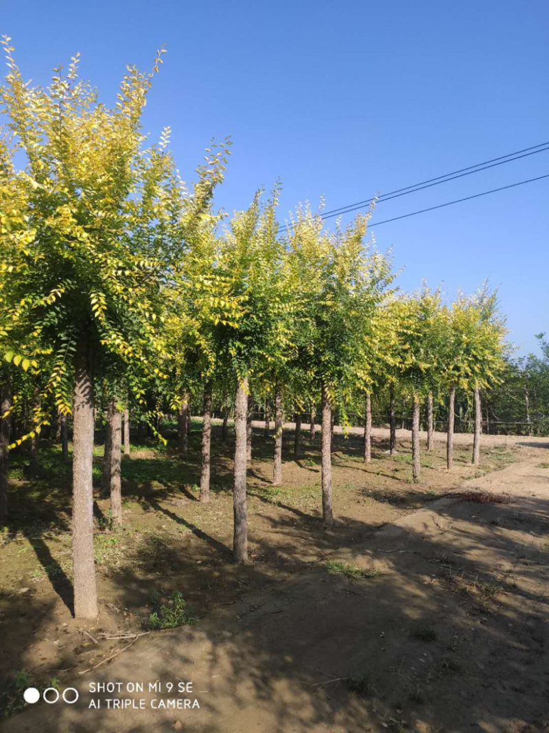 供应矮杆金叶榆高杆金叶榆苗圃直供，一手货源，诚信为本