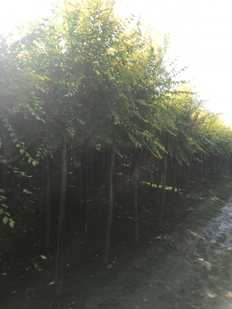 供应矮杆金叶榆高杆金叶榆苗圃直供，一手货源，诚信为本