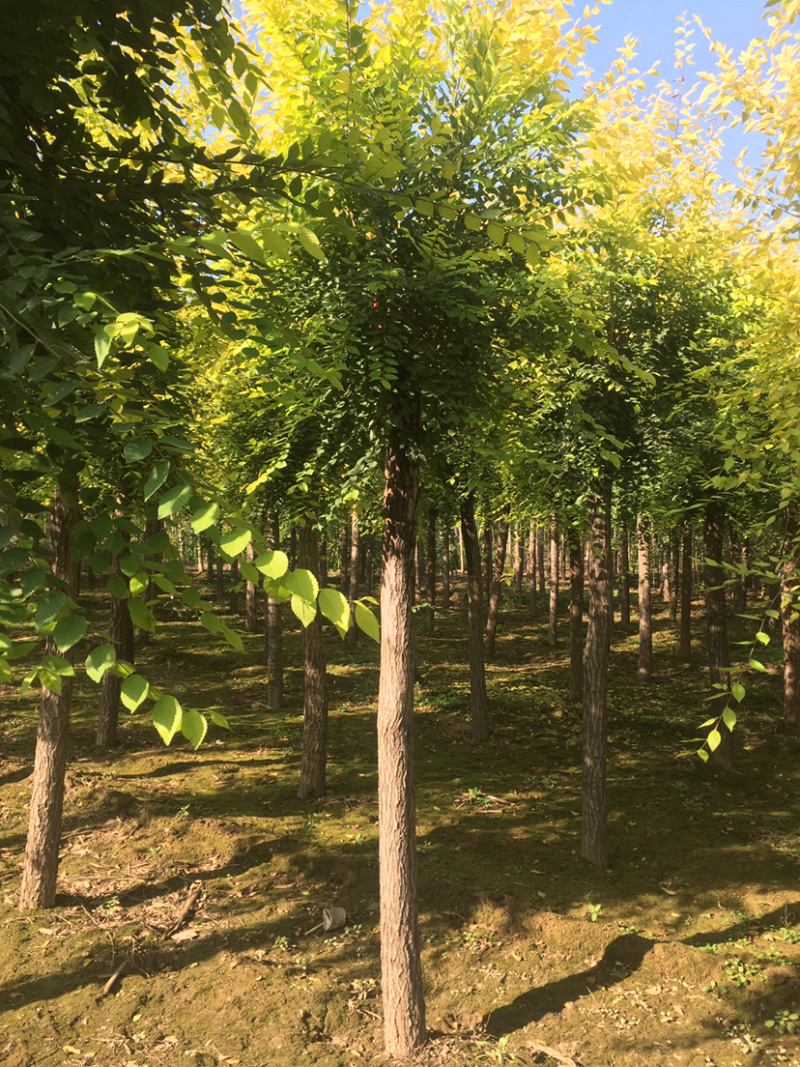 供应矮杆金叶榆高杆金叶榆苗圃直供，一手货源，诚信为本