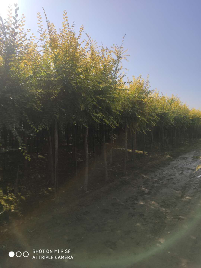 供应矮杆金叶榆高杆金叶榆苗圃直供，一手货源，诚信为本