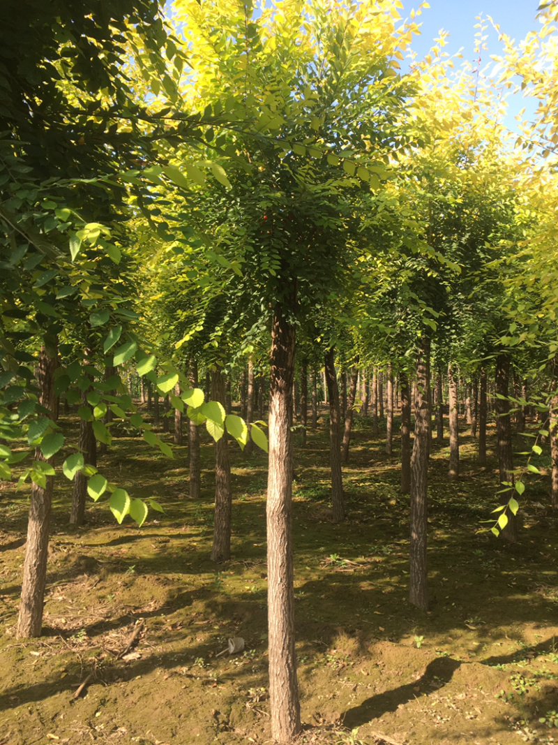 供应矮杆金叶榆高杆金叶榆苗圃直供，一手货源，诚信为本