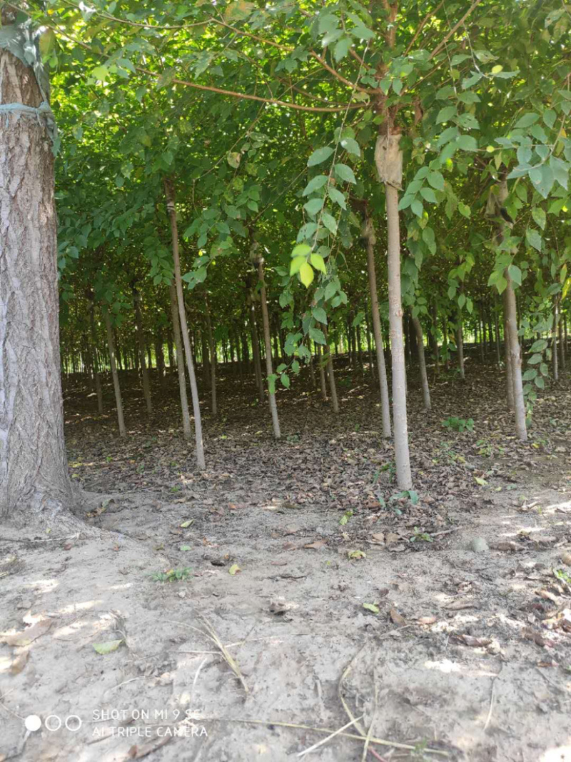 供应矮杆金叶榆高杆金叶榆苗圃直供，一手货源，诚信为本