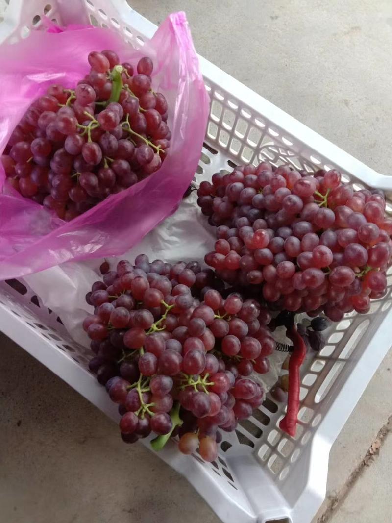 红宝石葡萄5%以下2斤以上