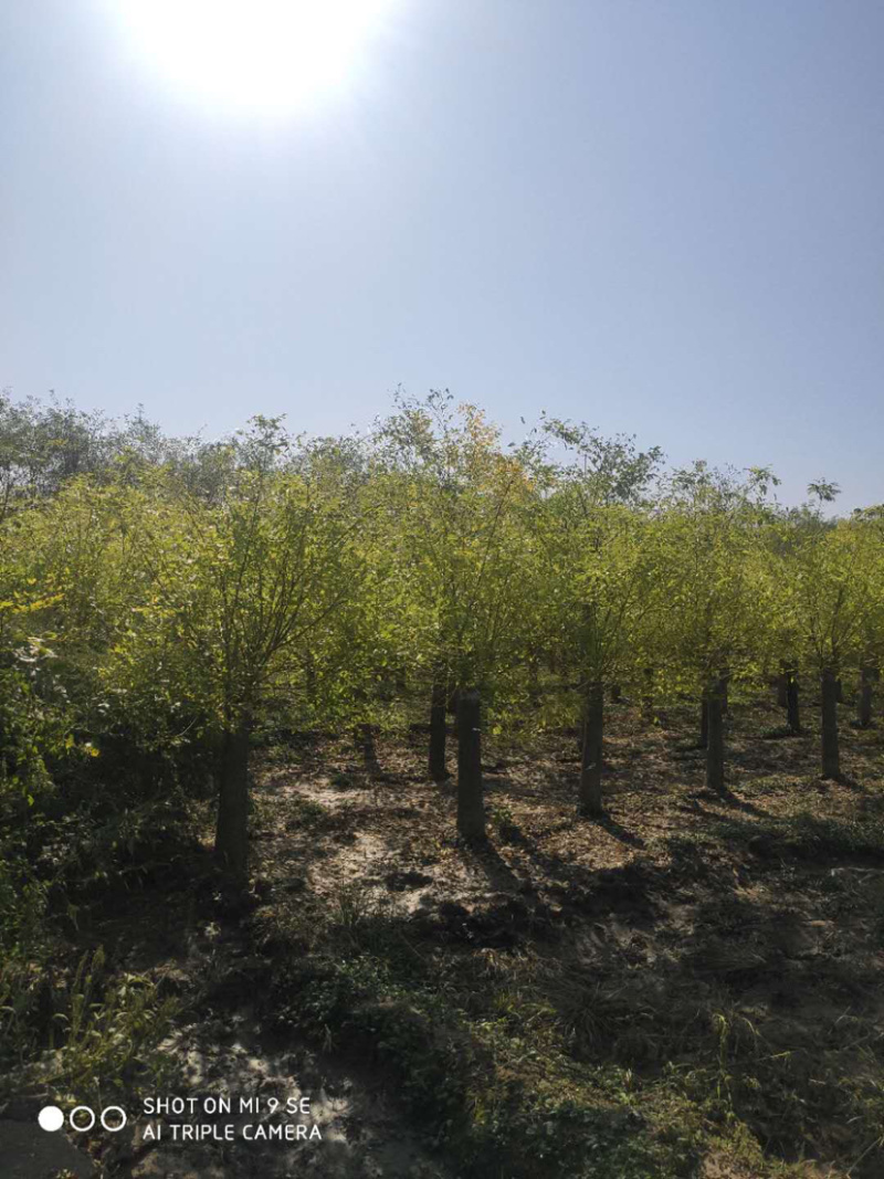 大量供应矮杆高杆金枝槐金叶槐龙爪槐