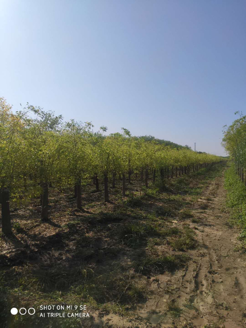 大量供应矮杆高杆金枝槐金叶槐龙爪槐