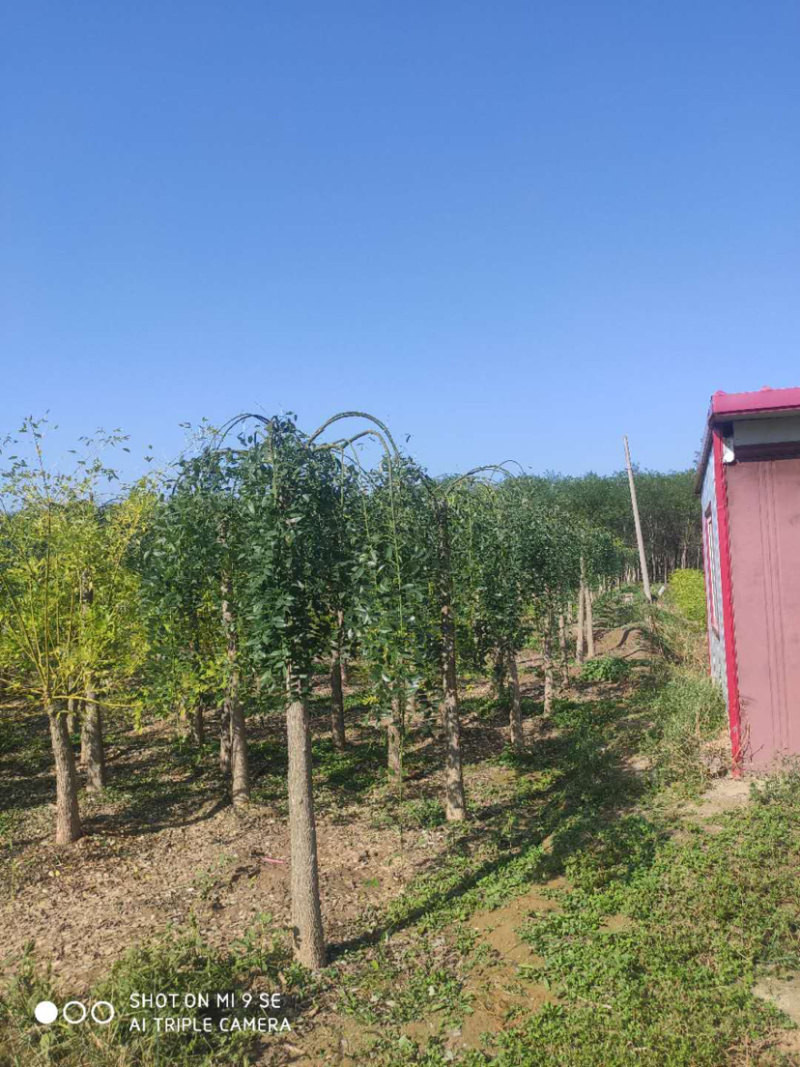 大量供应矮杆高杆金枝槐金叶槐龙爪槐